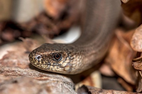 Western slow worm (Anguis fragilis) in dry autumn leaves, animal portrait, Hesse, Germany, Europe