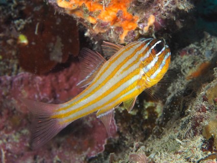 Golden-striped cardinalfish (Apogon cyanosoma), House Reef dive site, Mangrove Bay, El Quesir, Red