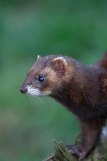 European polecat (Mustela putorius) adult animal portrait, United Kingdom, Europe
