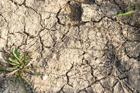 Dry spawn of the natterjack toad (Epidalea calamita) (syn. Bufo calamita) in a dried out small