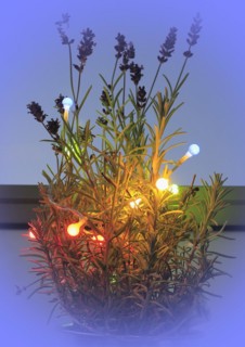 Lavender (Lavandula), with fairy lights and bokeh, North Rhine-Westphalia, Germany, Europe