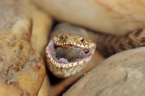 Dice snake (Natrix tessellata) with preyed fish, Provence, southern France