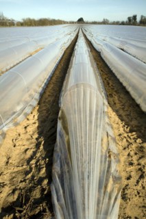 Plastic sheeting cloches protecting early vegetable crop in field, Hollesley, Suffolk, England,
