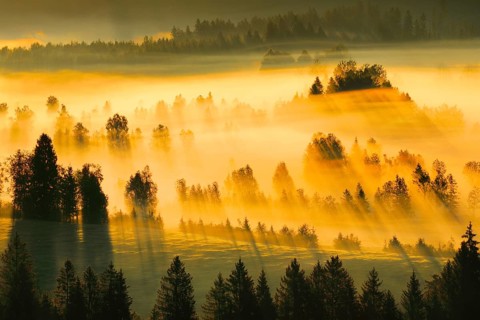 Fog and forest at the Rothenthurm high moor, Canton Schwyz, Switzerland, Europe