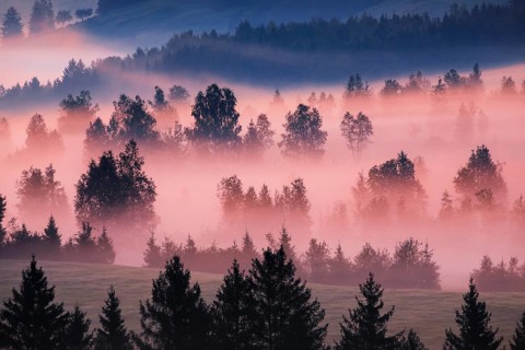 Fog and trees at the Rothenthurm high moor, Canton Schwyz, Switzerland, Europe