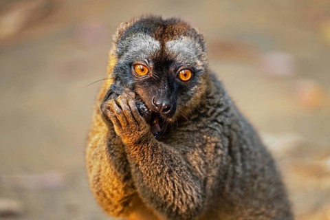 Southern red-fronted brown lemur (Eulemur rufifrons) at Lemur Island near Andasibe, Moramanga,
