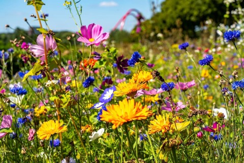 The Nordsternpark, former site of the Nordstern colliery, wildflower meadow, double arch bridge, in