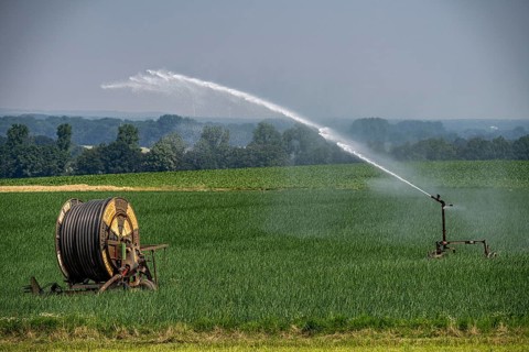 A field with onions is artificially irrigated, water is sprayed onto the field via a sprinkler