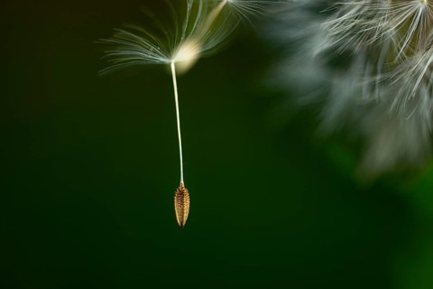 Common dandelion (Taraxacum) in detail, Mindelheim, Bavaria, Germany, Europe