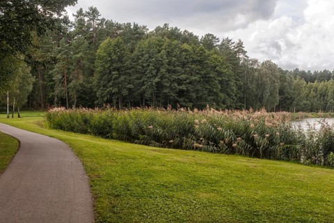 A forest park with large trees Druskinikai, Lithuania, Europe