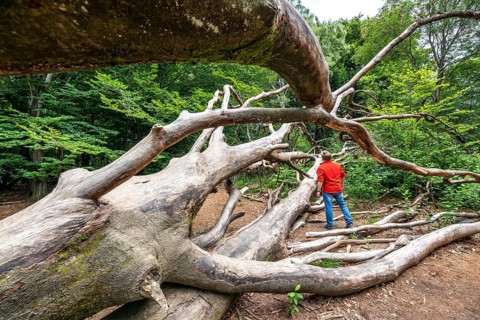 The Sababurg primeval forest, or primeval forest in the Reinhardswald, is a 95-hectare biotope