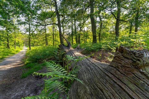 Diersfordter Wald, north of Wesel, nature park with oak and beech forests, glacial sand dunes,