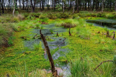The Pietzmoor, raised bog in the Lüneburg Heath nature reserve, near Schneverdingen, Lower Saxony,