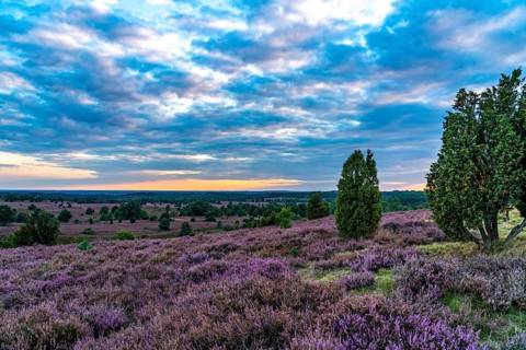Heather blossom of the broom heather, in the Lüneburg Heath nature reserve, near Wilseder Berg,