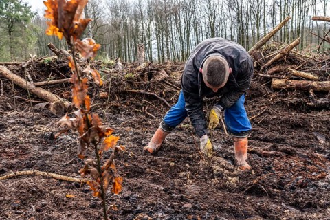Reforestation in the Arnsberg Forest near Rüthen-Nettelstädt, Soest district, forestry workers