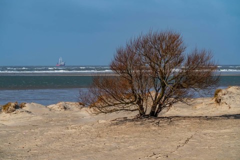 Dune landscape, tree, wind fugitive, in the west of Borkum, island, East Frisia, winter, season,