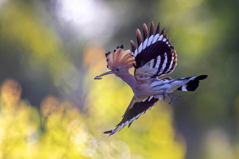 Hoopoe (Upupa epops) Bird of the Year 2022, with beetle larva as prey, erect cap, sunrise, golden