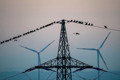 Many birds, rooks, sitting on a high-voltage power line after sunset, wind power plants, Hamm,