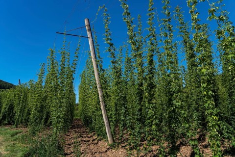 Hop growing area of the Bitburger brewery, Siegelhopfen, for the Bitburg Pils beer, near Irrel,