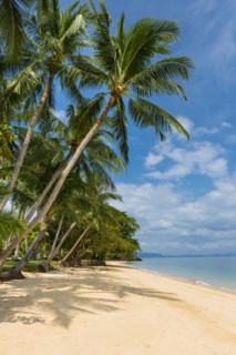 Palm beach on Koh Yao Noi, beach holiday, beach landscape, palm tree, sea, dream beach, dream