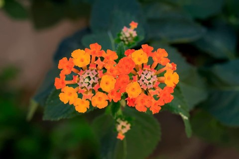 Spanish flag (Lantana camara), blooming, flower, Elllerstadt, Germany, Europe