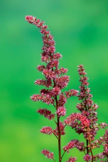 Astilbe, flowering, blossom, Elllerstadt, Germany, Europe