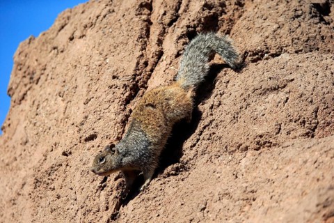Rock gopher, (Otospermophilus variegatus), adult, on rocks, vigilant, Sonoran Desert, Arizona,
