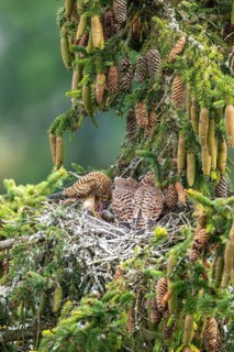 Common kestrel (Falco tinnunculus), female adult bird feeding young birds not yet ready to fly in