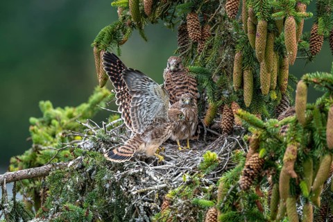 Common kestrel (Falco tinnunculus), young birds not yet ready to fly in the nest,