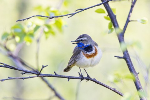 Red-throated Bluethroat or Tundra Bluethroat (Luscinia svecica), adult male with open beak sitting