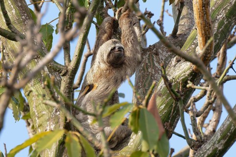 Brown throated Three toed Sloth, Bradypus variegatus, in a tree, Amazon basin, Brazil, South