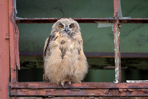 Eurasian eagle-owl (Bubo bubo), fledged young bird, in an old window frame, industrial building,