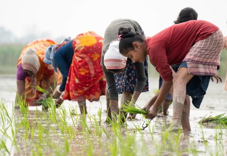 Morigaon, India. 20 February 2024. Women plant rice saplings in a paddy field on February 20, 2024