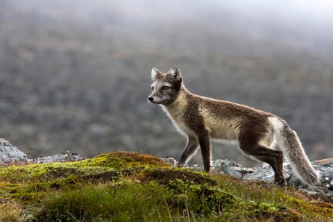 Arctic fox in summer coat, Arctic fox, (Alopex lagopus), summer coat, biotope, foraging, Svalbard
