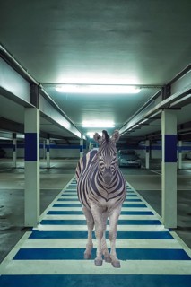Funny photo, zebra standing on zebra crossing in car park