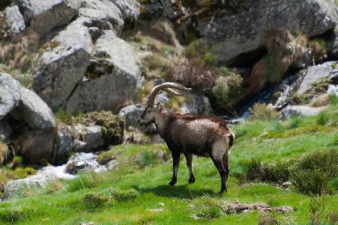 An ibex stands in a meadow against a background of rocks and a small stream, Gredos ibex (Capra