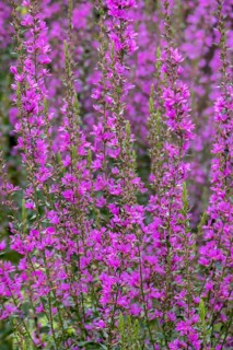 Purple loosestrife (Lythrum salicaria), spiky loosestrife, flowering purple lythrum, North