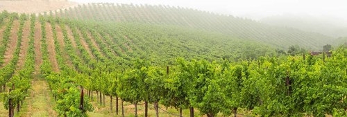 Beautiful grape vineyard landscape banner