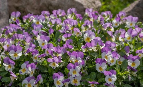 Horned pansy (Viola cornuta), North Rhine-Westphalia, Germany, Europe