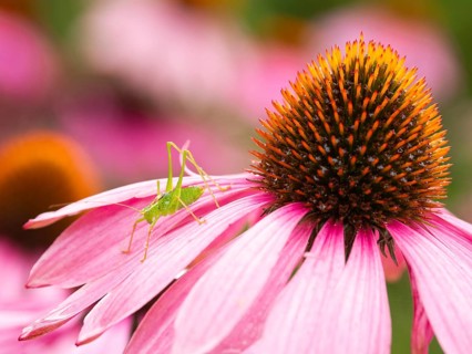 A green grasshopper perched on the petal of a vibrant pink echinacea flower in a garden, Female