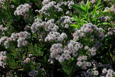 Serruria fucifolia (Serruria fucifolia), flowers, flowering, bush, fynbos, Kirstenbosch Botanical