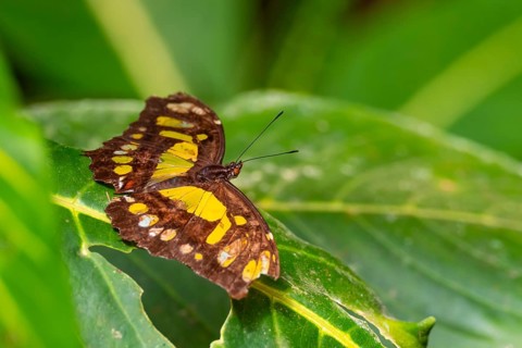 Malachite butterfly (Siproeta stelenes) (Metamorpha stelenes), butterfly sitting on a leaf,