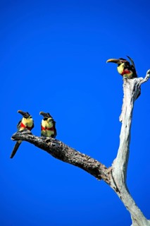 Brown-eared Aracari (Pteroglossus castanotis), adult, group, on tree, Pantanal, Brazil, South