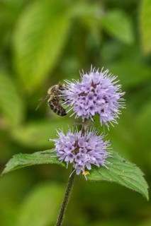 Honey bee (Apis mellifera) on water mint (Mentha aquatica), Emsland, Lower Saxony, Germany, Europe