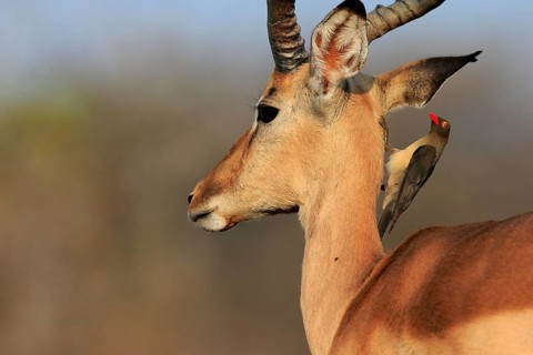 Black heeler antelope (Aepyceros melampus), adult, male, portrait, with red-billed oxpecker