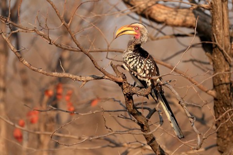 Southern Yellow-billed Hornbill, Red-ringed Hornbill (Tockus leucomelas), adult, on wait, Kruger