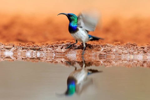 White-bellied Sunbird (Cinnyris talatala), adult, male, at the water, Kruger National Park, Kruger