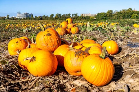 Pumpkin field, ripe pumpkins, shortly in front of harvest, near Neuss, North Rhine-Westphalia,
