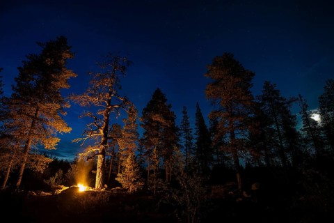Man in the evening at a bivouac with campfire, Lapland, Sweden, Scandinavia, Europe
