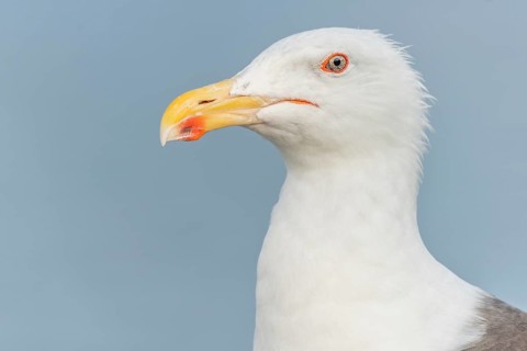 Lesser Black-backed Gull (Larus fuscus) portrait in a harbour on the Atlantic coast. Camaret,